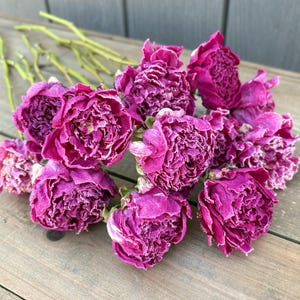Dried Peonies, Dried Flowers, Everlasting Flowers, Wedding Flowers, Dark Pink Dried Flower, Real Dried Floral, Naturally Dried Bouquet Peony