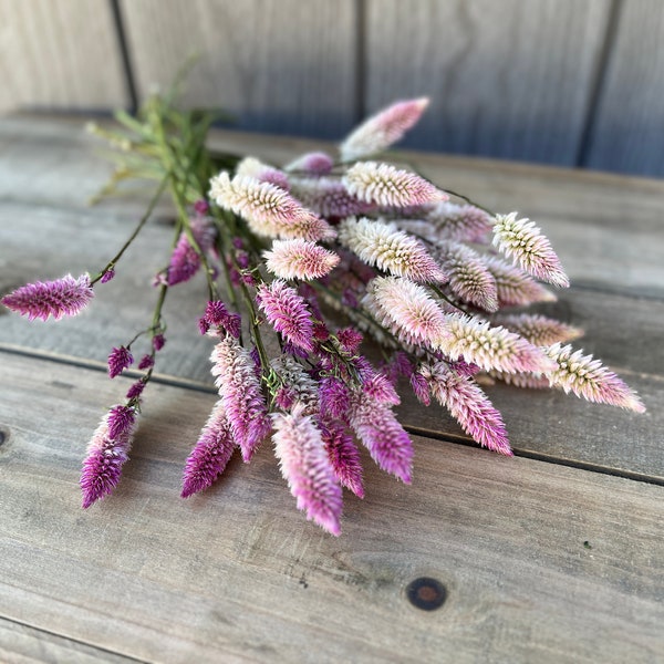 Dried Celosia, Dried Flowers, Cream Purple Pink, Everlasting Flowers, Wedding, Dry Flower Stems, Real Dried Floral, Naturally Dried Bouquet