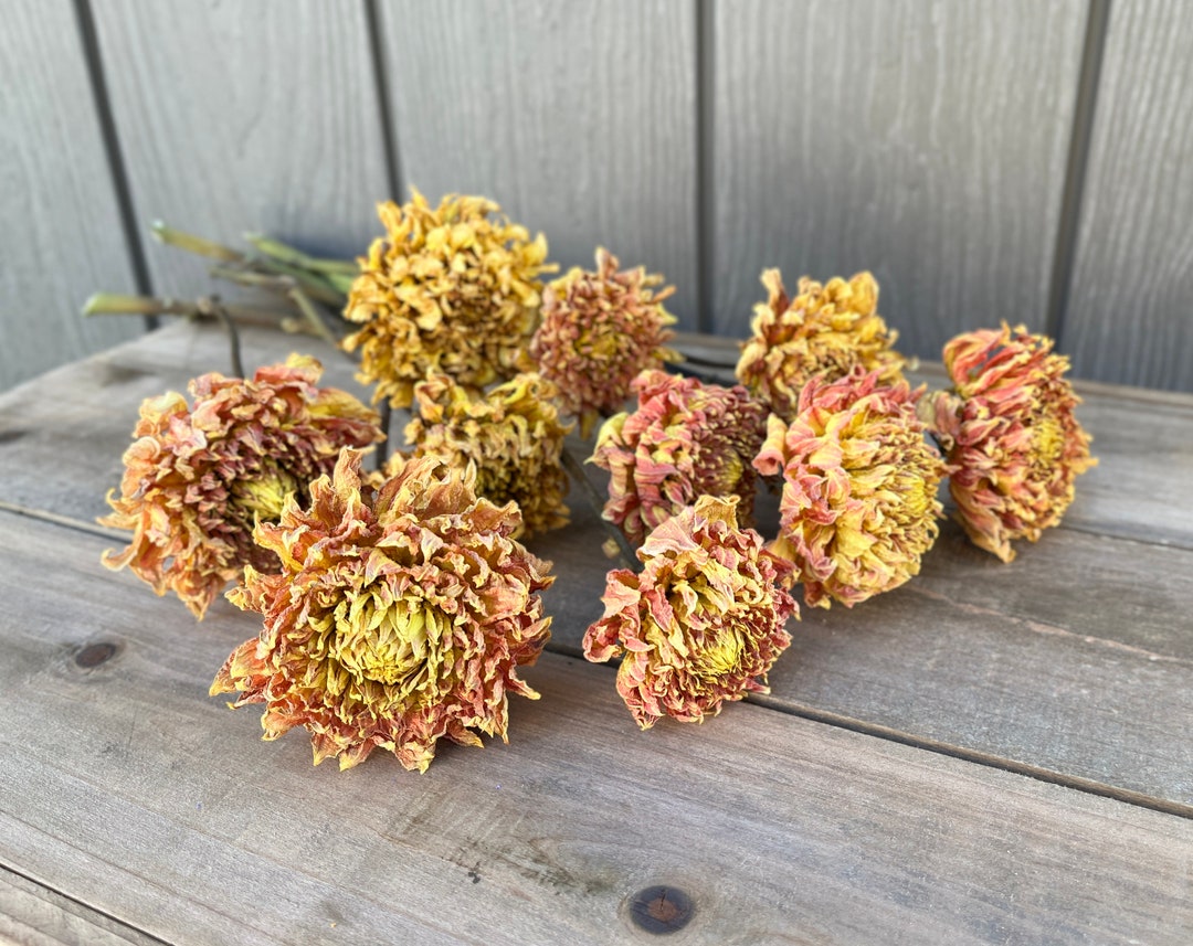 Dried Dahlias, 10 Dried Flowers, Everlasting Flowers, Wedding Flowers