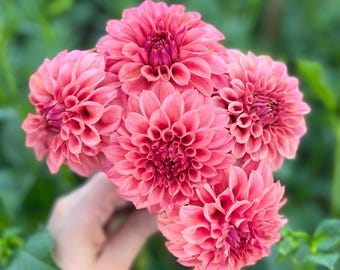 Ka's Keltie Rose Dahlia *ROOTED CUTTING* - Etsy