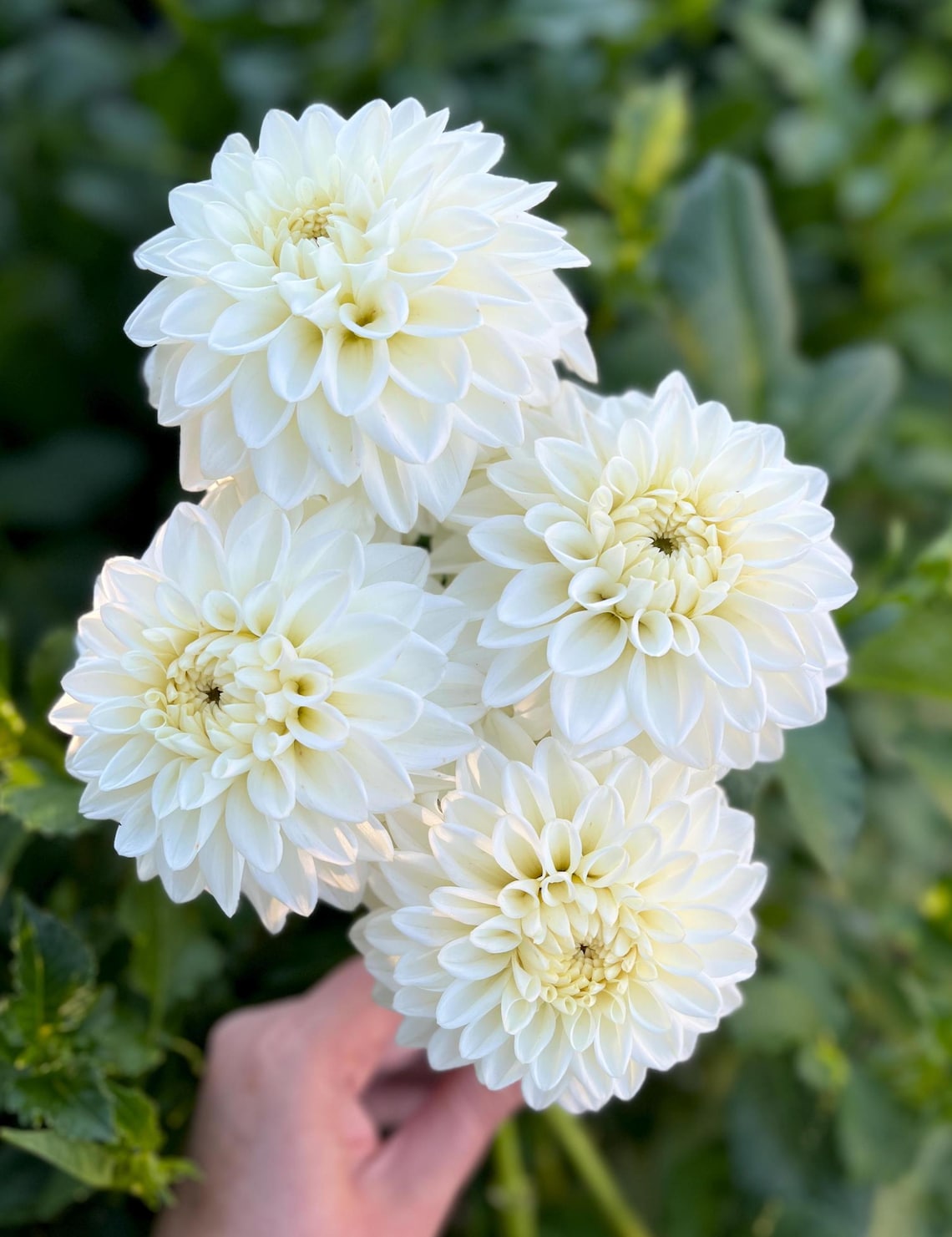 Blizzard Dahlia Tuber, Pre Order Ships April, White Dahlia, Dahlia