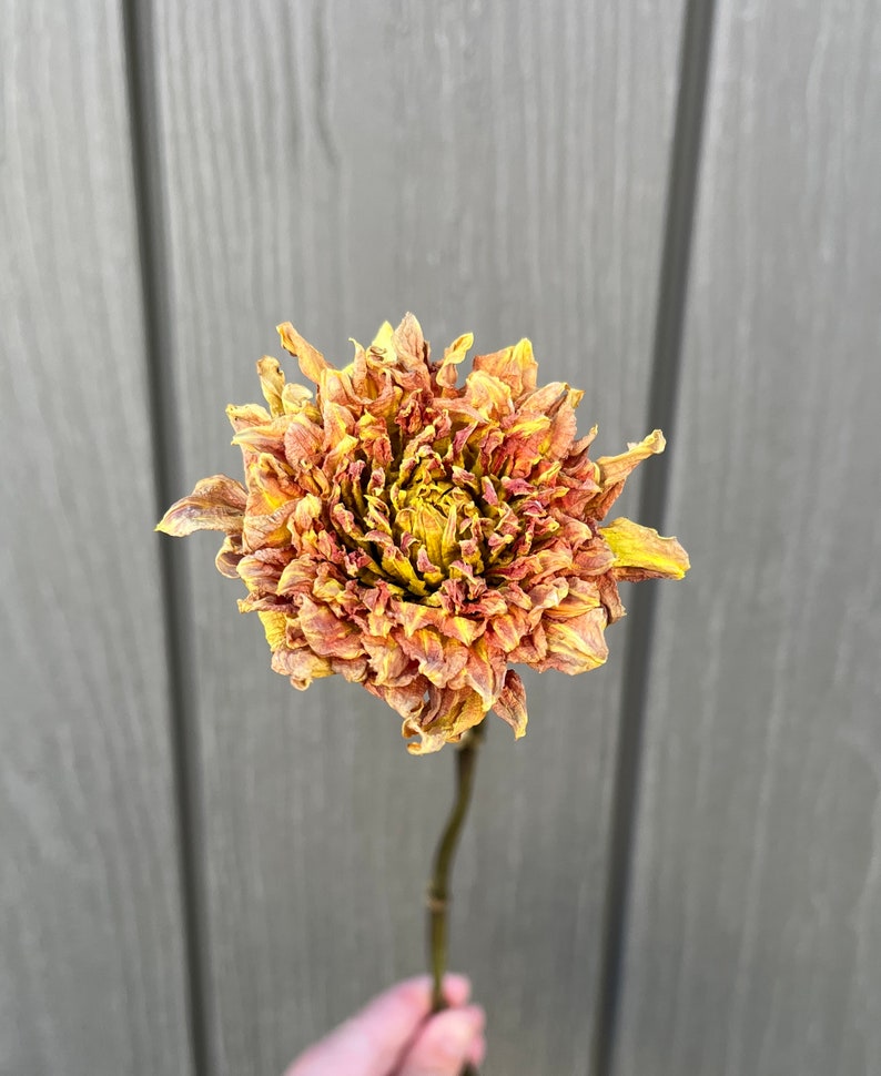 Dried Dahlias, 10 Dried Flowers, Everlasting Flowers, Wedding Flowers