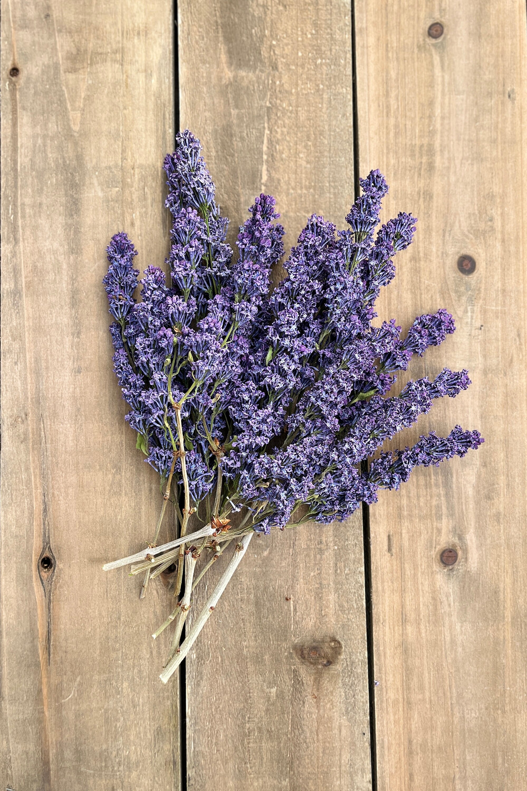 Dried Lilacs, REAL Preserved Lilac Flowers, Natural Loose Lilac Petals