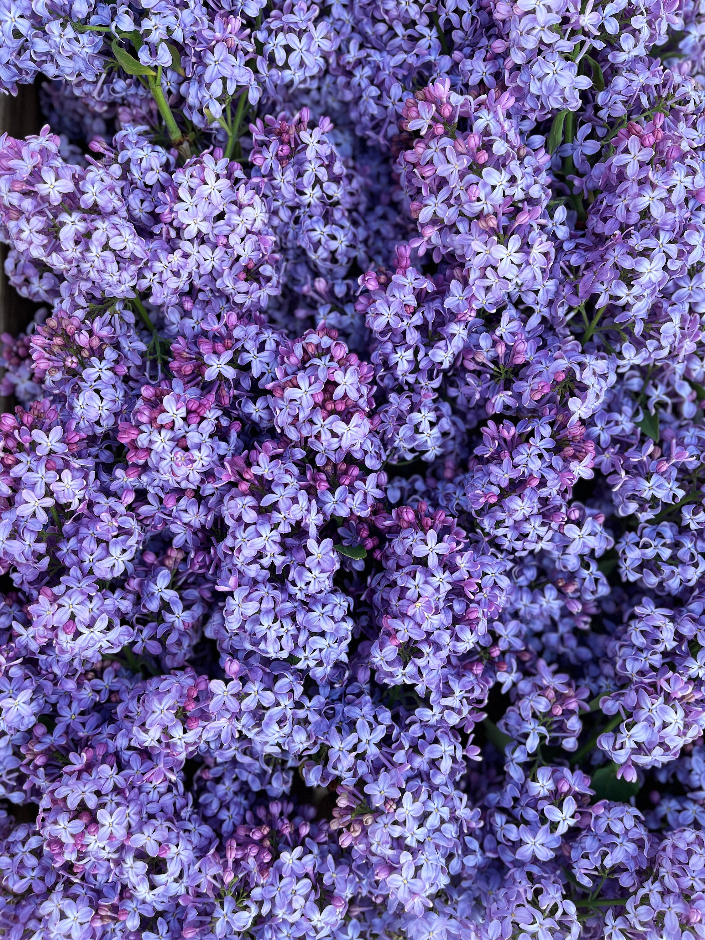Dried Lilacs, REAL Preserved Lilac Flowers, Natural Loose Lilac Petals
