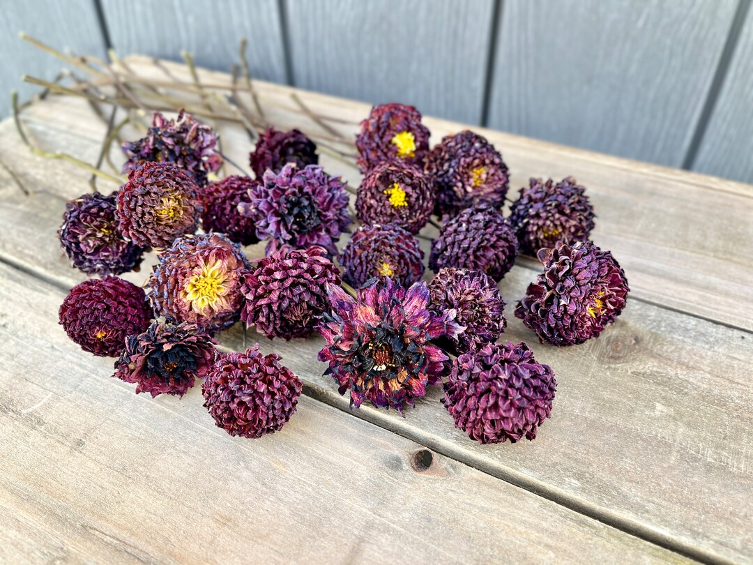 Dried Dahlias, 21 Dried Flowers, Everlasting Flowers, Wedding Flowers