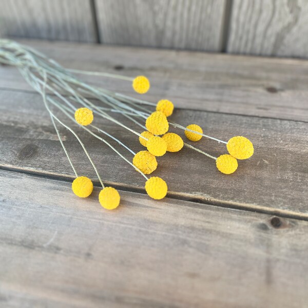 Dried Billy Buttons, 11 Dried Flowers, Craspedia, Everlasting Flowers, Wedding, Dry Flower Stems, Real Dried Floral, Naturally Dried Bouquet