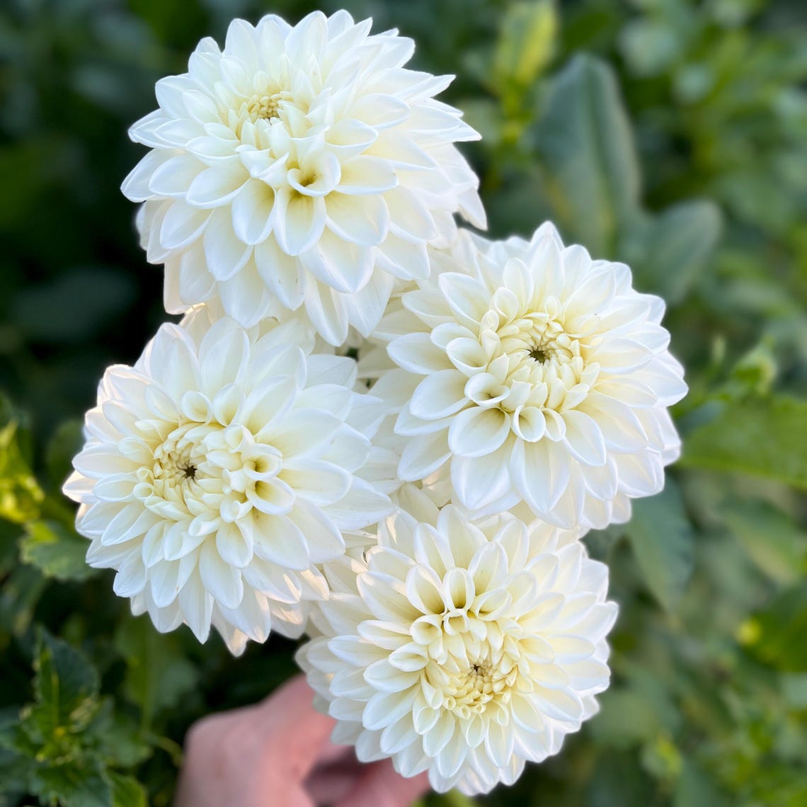 Blizzard Dahlia Tuber, Pre Order Ships April, White Dahlia, Dahlia