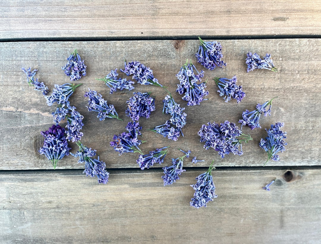 Dried Lilacs, REAL Preserved Lilac Flowers, Natural Loose Lilac Petals