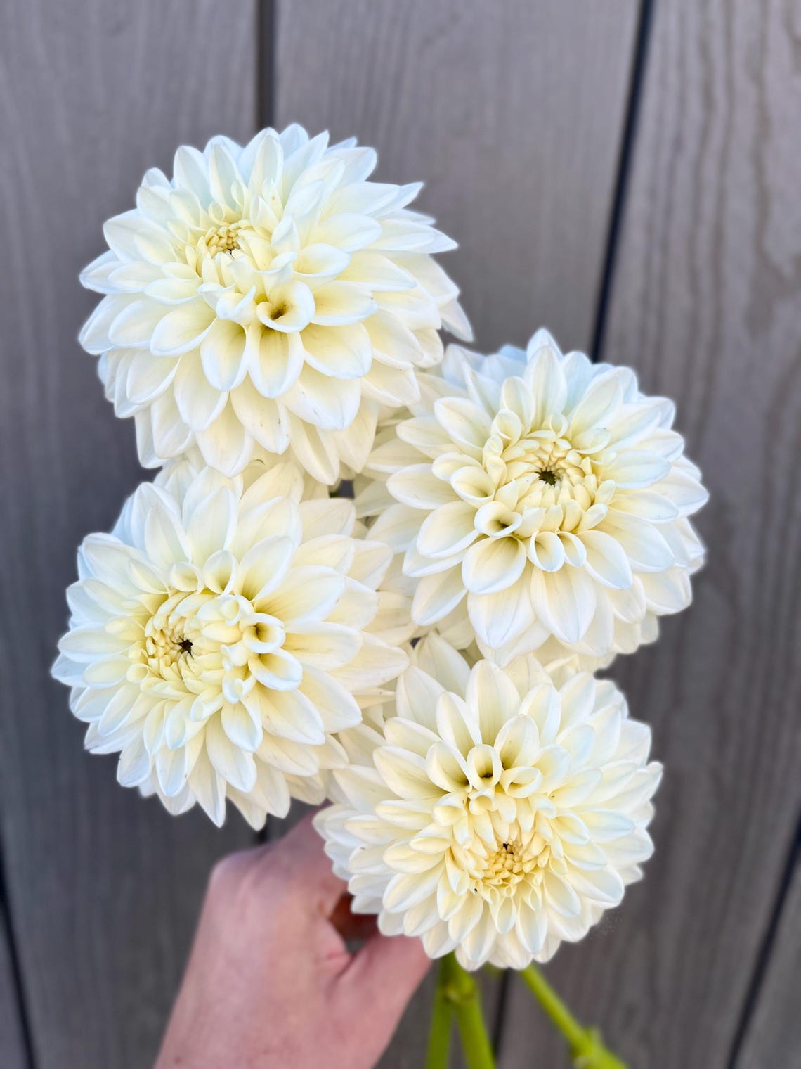 Blizzard Dahlia Tuber, Pre Order Ships April, White Dahlia, Dahlia