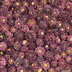 Dried Dahlia Flower Heads in shades of Deep Red, Burgundy, Dark Purple
