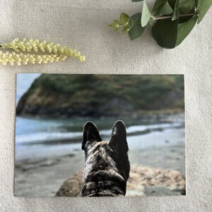 El Merle Frenchie en la playa de Trinidad Postal