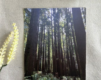 Arcata Community Forest Postcard