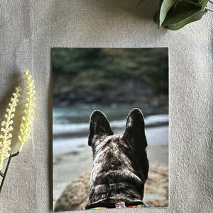 El Merle Frenchie en la playa de Trinidad Postal