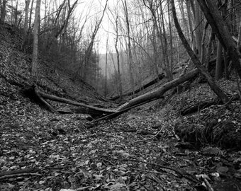 Broken Tree over Small Stream in an Appalachian Valley, in Black & White
