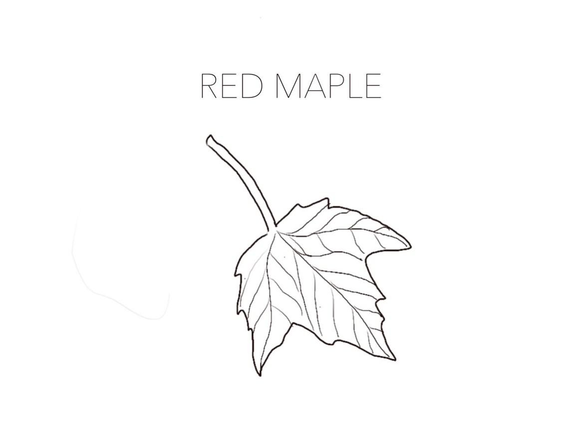 Printable Leaves Coloring Pages - Educational Activity for Kids - Etsy