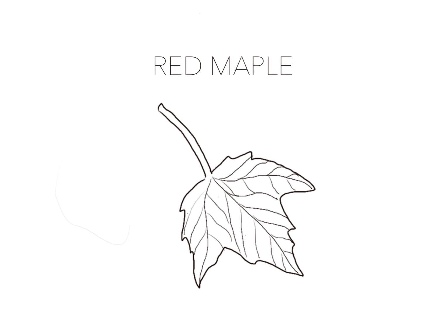 Printable Leaves Coloring Pages - Educational Activity for Kids - Etsy