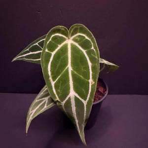 Anthurium Dorayaki X Crystallinum - Etsy