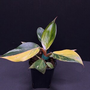 plants are purple apotheke Gynura aurantiaca main image 0