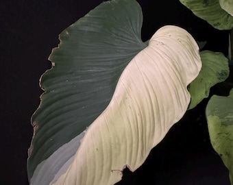 Dieffenbachia Maculata Cool Beauty, 6 Pot - Etsy