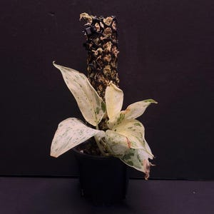 Scindapsus Silver Cloud (Moss Pole)