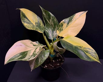 Philodendron White Wizard Variegated Tricolor