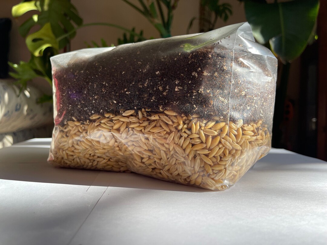 Allinone Magic Mushroom Grow Bag Kit Effortless DIY Shroom