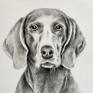 Puede incluir: Dibujo a lápiz en blanco y negro de la cabeza de un perro, que representa un Weimaraner. La obra de arte destaca los ojos expresivos, las orejas caídas y el pelaje texturizado del perro. La nariz y la cara del perro son de color claro.