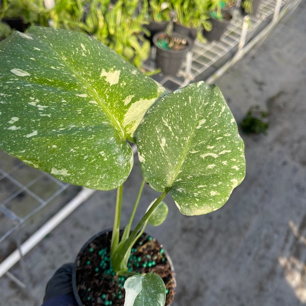 4” Monstera Thai Constellation