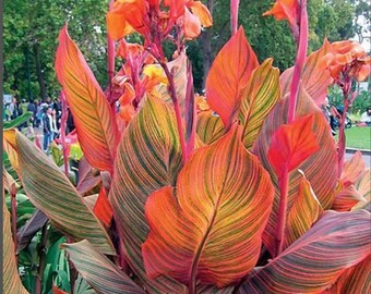 10 seeds Canna Tropicana - Canna Rainbow - Canna Variegated -  Indian shot, African arrowroot, purple arrowroot, Sierra Leone arrowroot