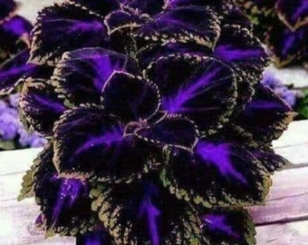 20 Coleus Frozen zaden - purflower - flybush - egelbloem - rompkruid - sierplanten - geschilderde brandnetel - Flame Nettle