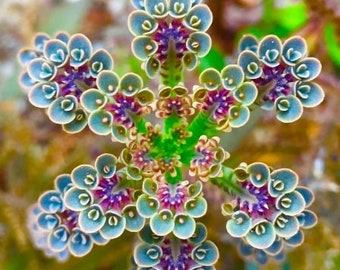 30 Mother of millions seeds - kalanchoe daigremontiana -  devil's backbone, mother of thousands, alligator plant, or Mexican hat plant