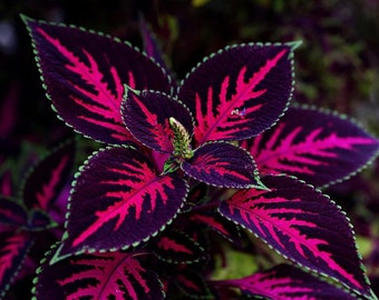 20 Coleus Mesmerize zaden - RARE - purflower - flybush - egelbloem - rompkruid - sierplanten - geschilderde brandnetel - Flame Nettle