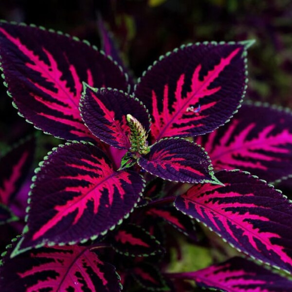 20 Coleus Mesmerize seeds - RARE - purflower - flybush - hedgehog flower -  hullwort - ornamental plants - painted nettle - Flame Nettle