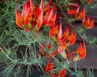 10 Lotus berthelotii Samen - Lotusblume, Papagei - Papageienschnabel, Pelikanschnabel und Korallenstein