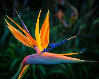 5 graines Strelitzia reginae Oiseau de paradis orange - Fleur d'oiseau de paradis - Fleur de grue - Strelitziaceae - Bananier sauvage