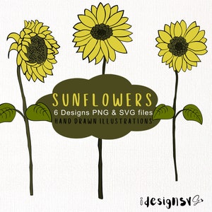 Imágenes prediseñadas de girasol, girasol colorido, arte vectorial de girasol, girasol rubio fresa, flores vectoriales, patrones de vectores de flores, flores.