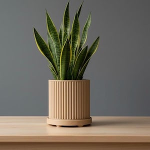 May include: A potted snake plant with long, upright green leaves edged with yellow, sits in a beige, ribbed cylindrical planter with a matching saucer. The plant is on a light-colored wooden surface against a gray background.
