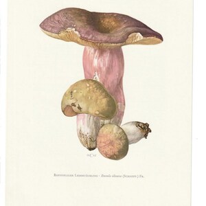 Vintage Print Gerimpelde Russula imagem 4