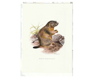 Vintage Print Marmot