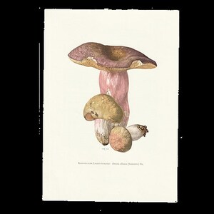 Vintage Print Gerimpelde Russula imagem 1