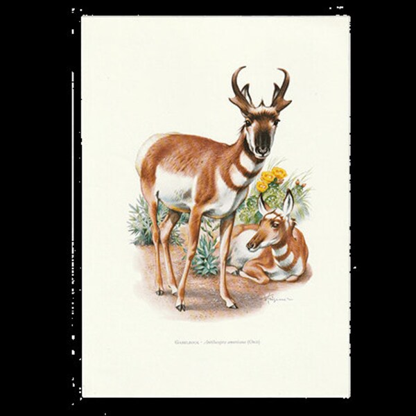 Vintage Print Pronghorn