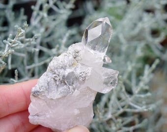 Puede incluir: Un cúmulo de cristales de cuarzo transparentes con una matriz rugosa, blanca y gris. Los cristales son puntiagudos y tienen una apariencia translúcida.