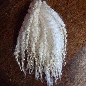 May include: A bundle of off-white, curly wool locks gathered at the top with a thin dark cord. The fibers are long, soft, and textured, displaying natural ringlets that cascade downward in a dense, voluminous arrangement of raw sheep fleece.