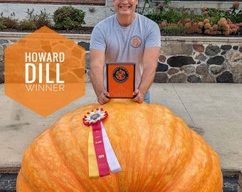 Atlantic Giant Pumpkin Seeds – From 1088 LB Howard Dill Winner (2 Seeds)