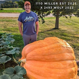 Atlantic Giant Pumpkin Seeds – Packet of 1 Seed – From a 1526 LB Pumpkin
