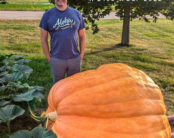 Atlantic Giant Pumpkin Seeds – Packet of 2 – From a 1526 LB Pumpkin