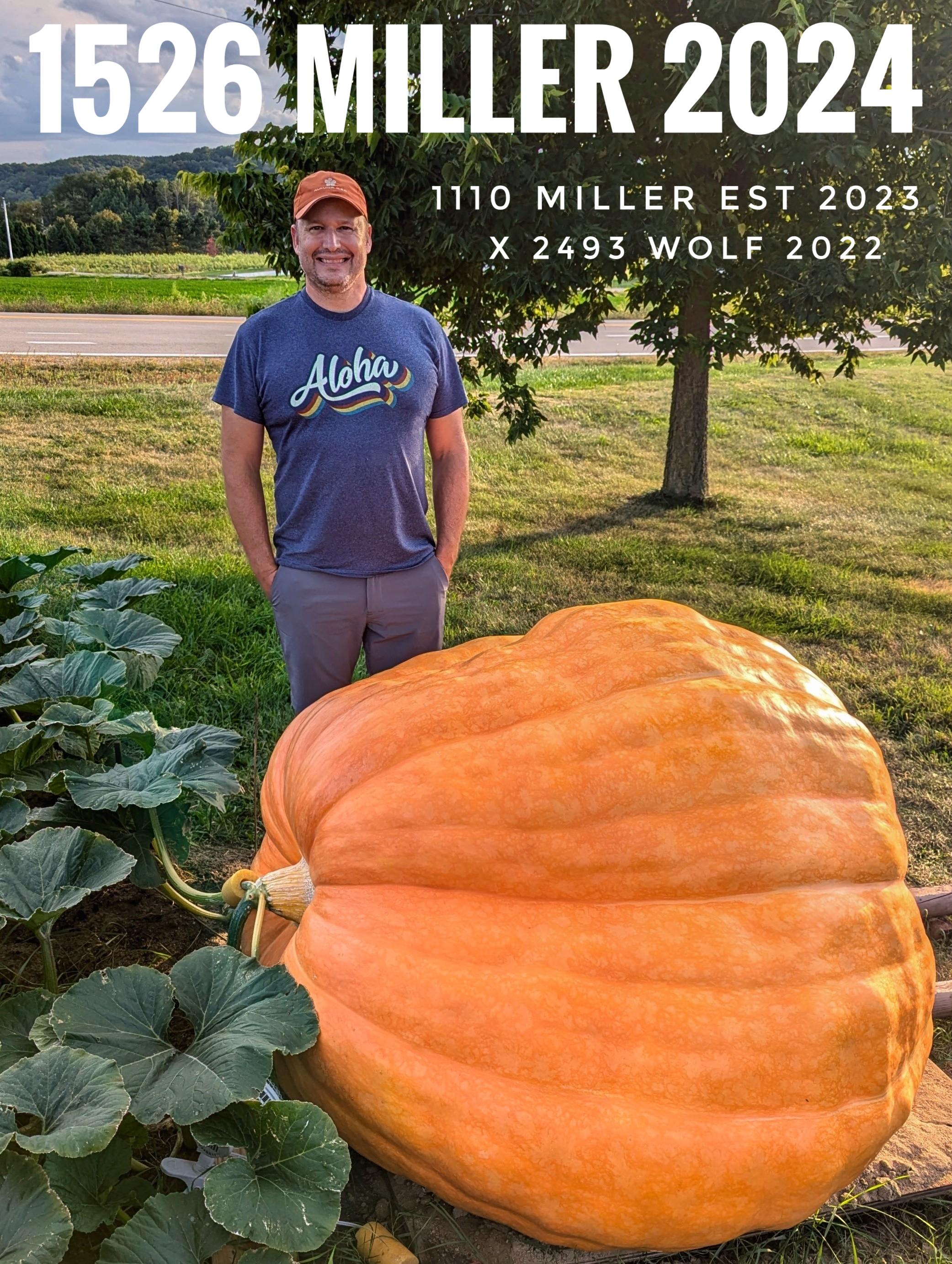 Atlantic Giant Pumpkin Seeds – Packet of 1 Seed – From a 1526 LB Pumpkin