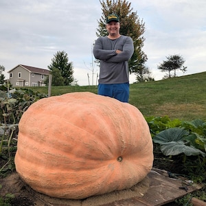 Atlantic Giant Pumpkin Seeds – Packet of 2 – From a 1222 LB Pumpkin