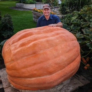 Atlantic Giant Pumpkin Seeds – Packet of 2 Seeds | Grow Huge, Bright Orange Pumpkins!