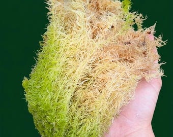 Mousse de sphaigne vivante 4x / 8x | Filaments extra fins | Sphaigne fraîche pour orchidées, terrariums, aracées et propagation (500 g/sachet)